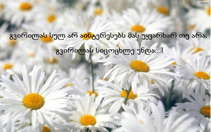 სტატუსები - statusebi