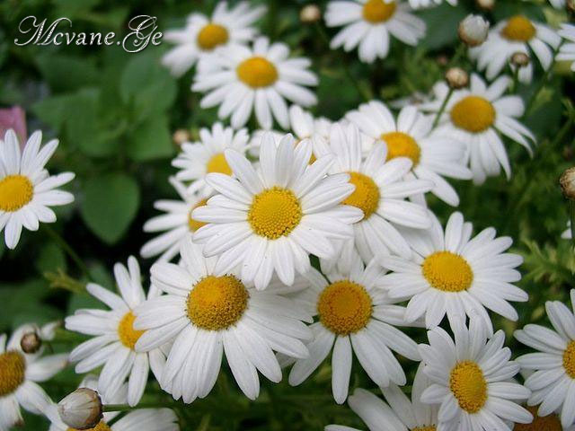 შენ ისე გიყვარს თეთრი გვირილა