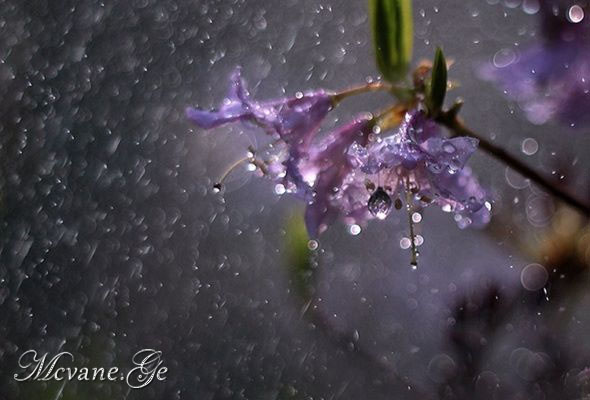 .წვიმისფერია სული ხანდახან...